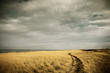 © Richard Schultz - Path through high grass on a beach. Cape Cod, MA. USA