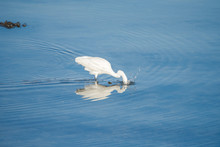 Egret Fishing On The Shore, Head Under The Water