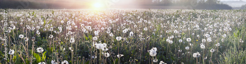 dandelions-o-wschodzie-slonca
