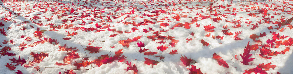 Wall Mural - Meadow fallen leaves