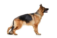 Young Fluffy German Shepherd Dog In Exhibition Standing Against White Background. Two Years Old Pet. Purebred Dog In The Rack.