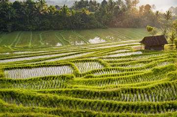 Bali Rice Fields. The village of Belimbing, Bali, boasts some of the most beautiful and dramatic rice terraces in all of Indonesia. Morning light is a wonderful time to photograph the landscape.