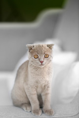 Wall Mural - British kitten on sofa closeup