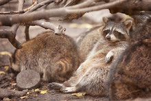 Cute Funny Raccoons In Zoological Garden