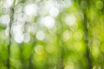 Wall Mural - copy space of nature green bokeh sun light flare and blur leaf abstract texture background.