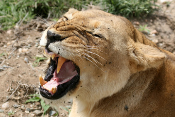 Wall Mural - Female Lion - Serengeti Safari, Tanzania, Africa