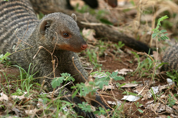 Wall Mural - Banded Mongoose - Tanzania, Africa