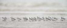 A Group European Sanderling (Calidris Alba) Birds Standing Near The Shore
