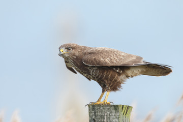 Wall Mural - Buzzard perched on a pole 
