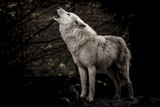 Wolf in the dark