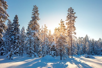 Wall Mural - Winter Snowy Forest and Sunlight