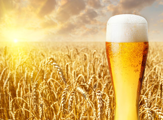 Wall Mural - Glass of beer against wheat field