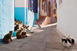 Cats in a street of Mandraki village on Nisyros island.