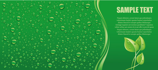 Wall Mural - water drops on green background with place forr text