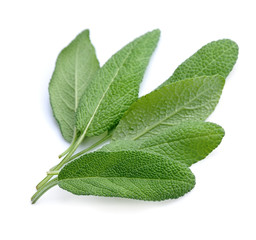 Wall Mural - Sage leaves herbs