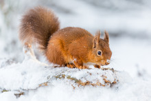 Red Squirrel In The County Of Northumberland, England