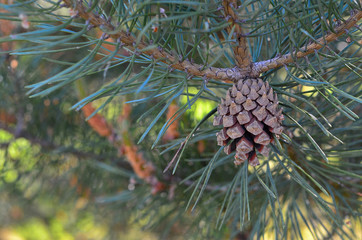 Pine cone at the pine tree branch