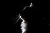 Fototapeta Koty - outline silhouette portrait of beautiful fluffy cat on a black background