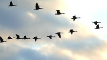 Flock Of Canadian Geese Flying Silhouetted In The Sunrise Sky
