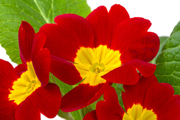 Wall Mural - Red with yellow Primula