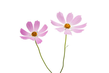 cosmos flower isolated