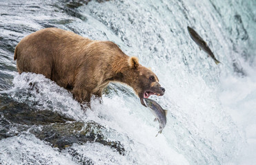 brown bear catches a salmon in the river. usa. alaska. katmai national park. an excellent illustrati