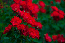 Roses That Are Redder Than Red