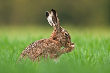 Wall Mural - european hare, lepus europaeus