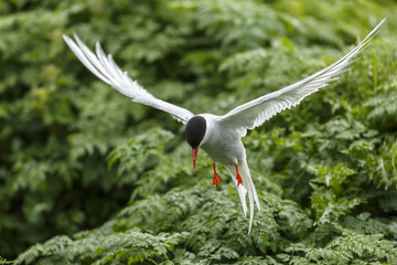 arctic tern, adult in flight, farne islands, united kingdom.