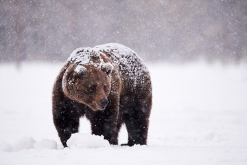 Wall Mural - brown bear walking in the snow