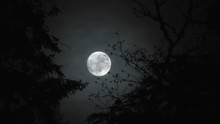 Real Time Night Scenic With Clouds Passing Full Moon As It Rises Between Two Trees In Forest.