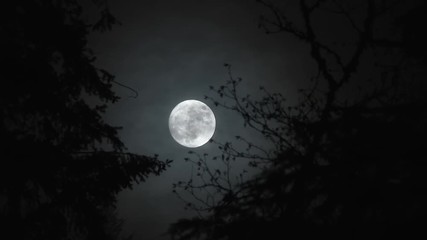 real time night scenic with clouds passing full moon as it rises between two trees in forest.