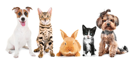 Wall Mural - Cute friendly pets on white background