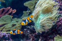 A pair of Amphiprion Percula Clownfish in the aquarium.