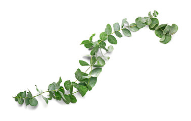 Wall Mural - Green eucalyptus branches on white background