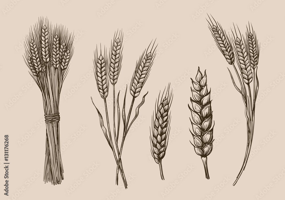 wheat ears sketch - obrazy, fototapety, plakaty 