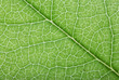 © Alexander Potapov - bright green leaf background