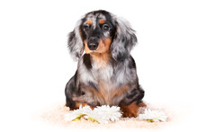 Dachshund Puppy Sits On A White Background Next To The Flowers Of Chrysanthemums