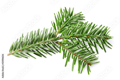 Foto  Fir branch.