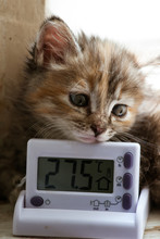 A Three Colored Kitten With A Room Thermometer