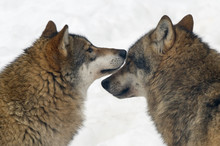 Grey Wolf (Canis Lupus) Interaction Between Two Wolves, Captive.