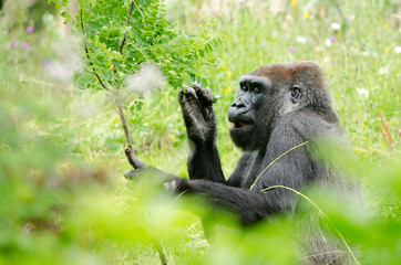 Gorilla enjoys lunch