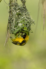 Village Weaver (Ploceus Cucullatus) Male Building Nest, Masai-Mara Game Reserve, Kenya