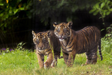 Sumatran Tiger (Panthera Tigris Sumatrae) With Cub, Aged Four Months, Captive, Occurs In Sumatra, Indonesia.