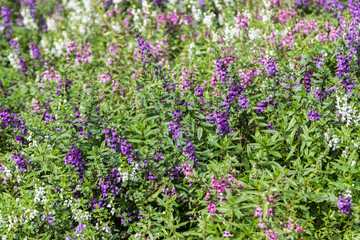 Wall Mural - pink purple and white angelonia flower in the garden