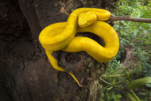 Eyelash Pit Viper (Bothriechis Schlegelii) Costa Rica.