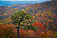Fall Colors At Shenandoah National Park 