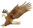 Bald eagle landing attack hand draw monochrome on white background vector illustration.