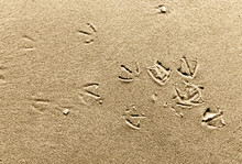 Seagull's Prints On Sand.