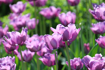 Wall Mural - beautiful tulips